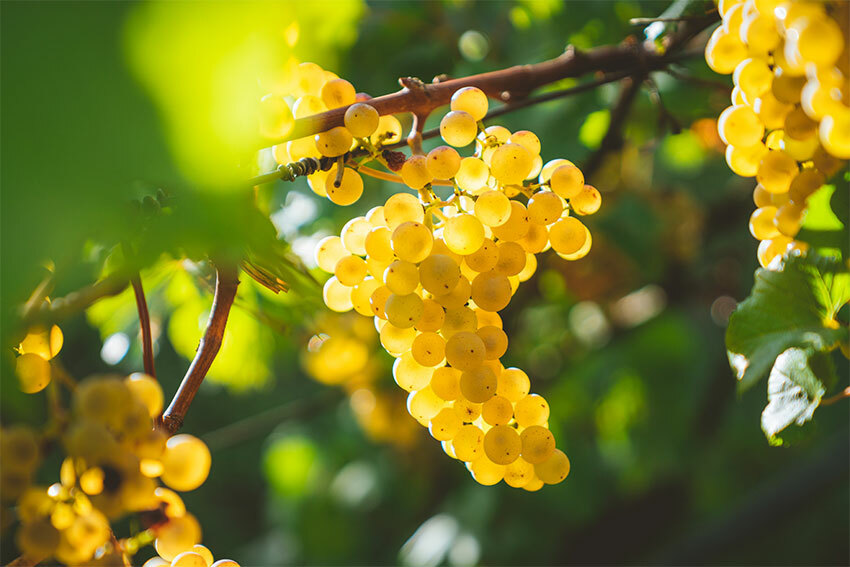 Wineyard